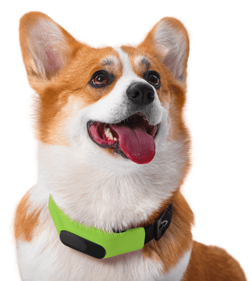 The Averia Smart GPS Dog Collar